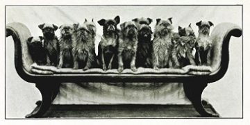 DogsonaCouch - web Goat Yoga