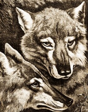Foxes - web Wednesday Reader Nov 15