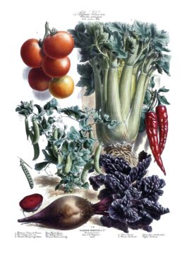 FrenchBotanicalVegetables1800sVilmorin2 - web Wednesday Reader March 29