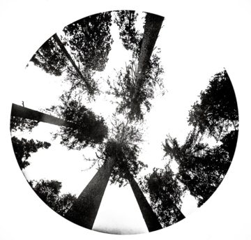 LookingupAmongtheSugarPinesbyCalaverasGrovebyCarletonWatkins - web Wednesday Reader July 19