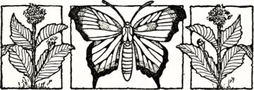 MilkweedButterfly - web 5 for Friday April 12