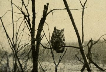OwlinTrees - web Wednesday Reader Nov 8