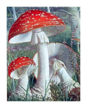 Wednesday Reader March 8 | Amanita Muscaria