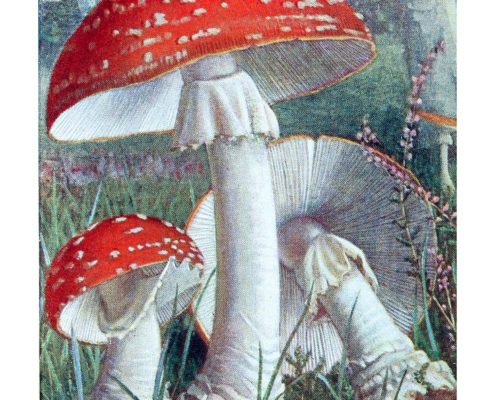 Wednesday Reader March 8 | Amanita Muscaria