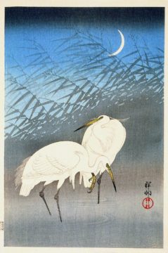 egrets(1) - web Wednesday Reader April 5