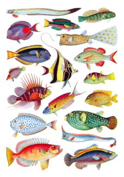 fishesdazlingcolors - web Quick Questions