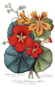gremanbotanical - web Wednesday Reader August 31 2022