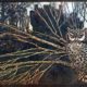 Wednesday Reader October 18 | Owl Web