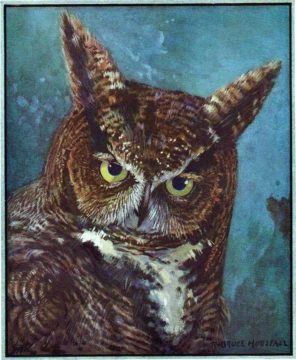 owlantiqueillustration - web Wednesday Reader Nov 8