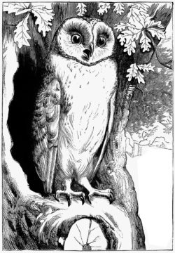 owllivinginoak - web Wednesday Reader Nov 8