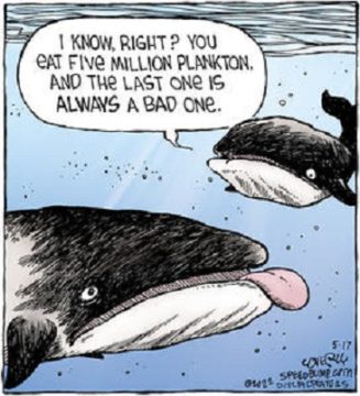 speedbump - whale - web POP Quiz