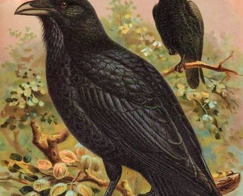 Crows