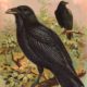 Crows