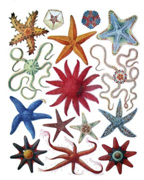 STARFISH1920S - web Riddle Answer