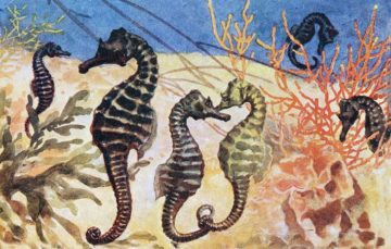 SeaHorsesantiqueillustration - web Sea Horses Antique Illustration