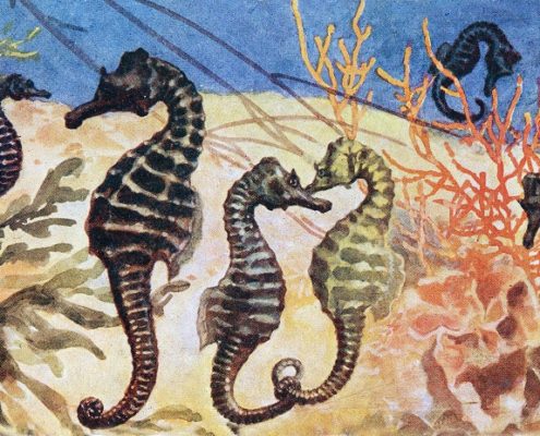 Sea Horses Antique Illustration