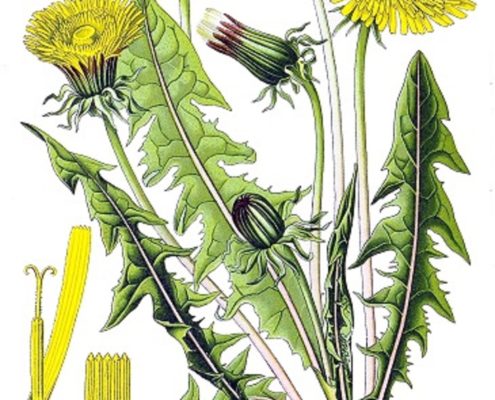 Summertime Plant Art
