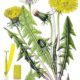Summertime Plant Art