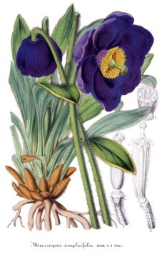 purple flower - web Wednesday Reader April 19