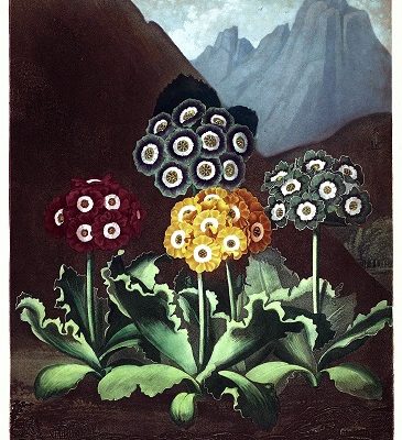 Wednesday Reader January 25 | Thorton Auriculas
