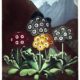 Wednesday Reader January 25 | Thorton Auriculas