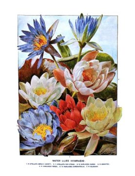 waterlilies - web2 Wednesday Reader July 12 | Water Lilies