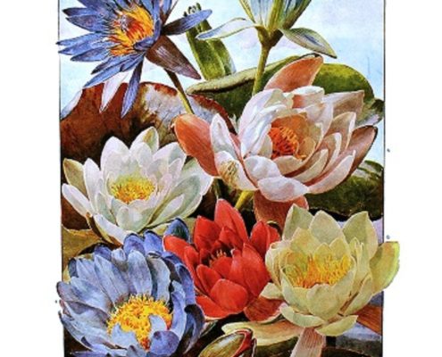 Wednesday Reader July 12 | Water Lilies