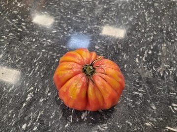 $6 tomato - web 5 For Friday September 16 2022