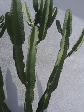 Outside Cactus