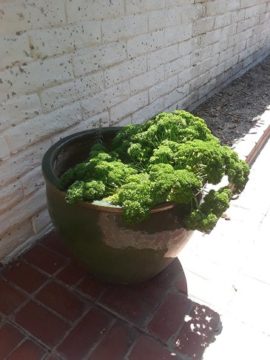 parsley - web