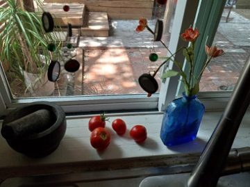 window sill tomatoes - web Few Fresh Tomatoes