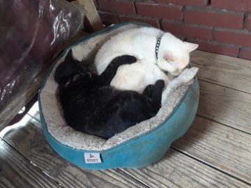 yinyangcats - web Yin + Yang Cats