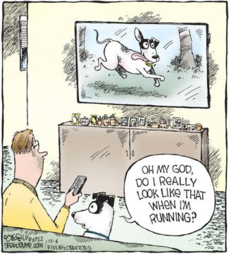 speedbump - dog running POP Quiz