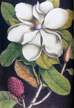 whitemagnoliaantiquebotanicalvintageprint - web Wednesday Reader July 12