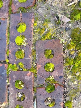 moss in the driveway pic 5 For Friday January 6