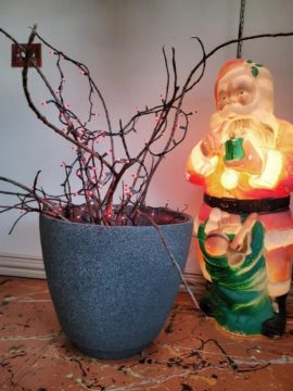 My Rubber Tree Plant
