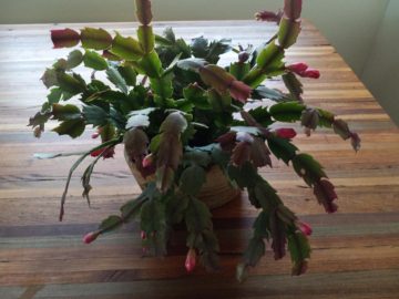 pic 12 jan 13 Christmas cactus is blooming