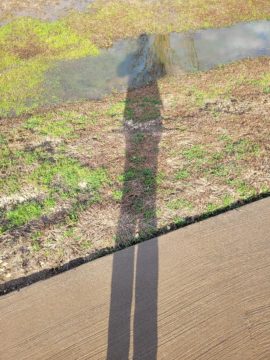 5 For Friday February 24 | Shadow Play