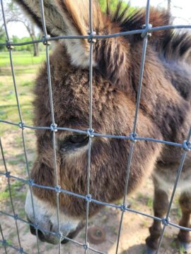 A donkey at a fence line