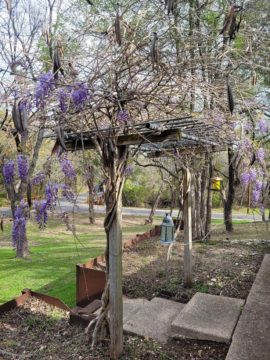 Wisteria blooming on an arbor