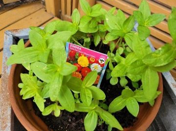 Zinnia seeds update