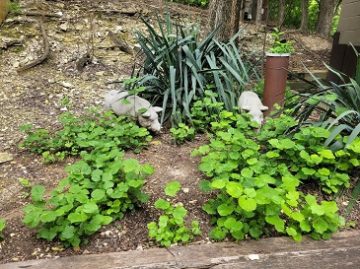 Turk’s caps are popping all over the place