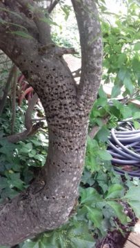 A Woody Woodpecker