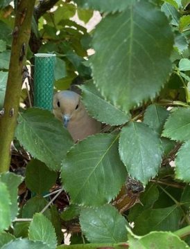 A Sweet Little Mama Dove