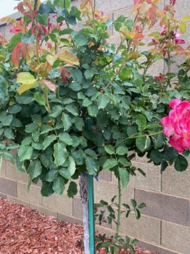 Beautiful Rose “tree”