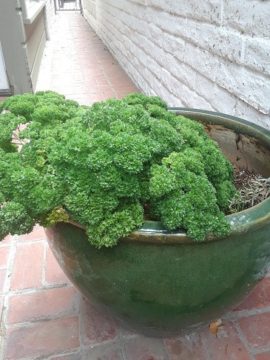 Parsley in a planter