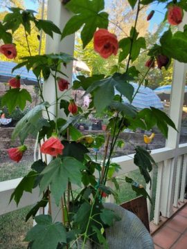 Flowering maple plant