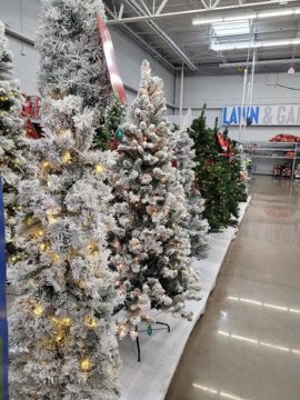 Sept 28 pic 1 Christmas sighting