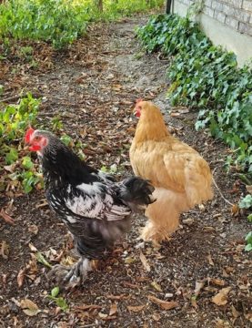 Chicken coop