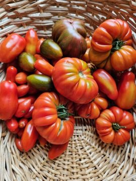 Heirloom Tomatoes